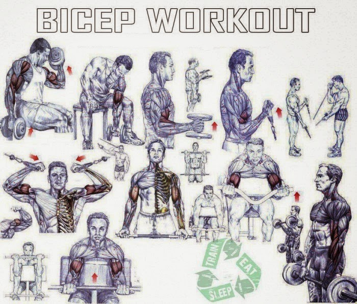 Best Bicep Workouts 