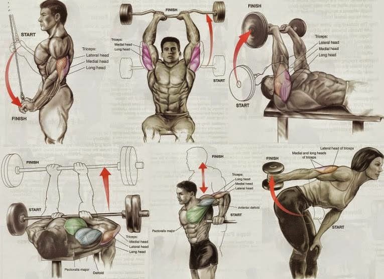 Triceps Exercises for Mass