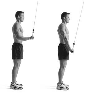 Lying Triceps Extention :
