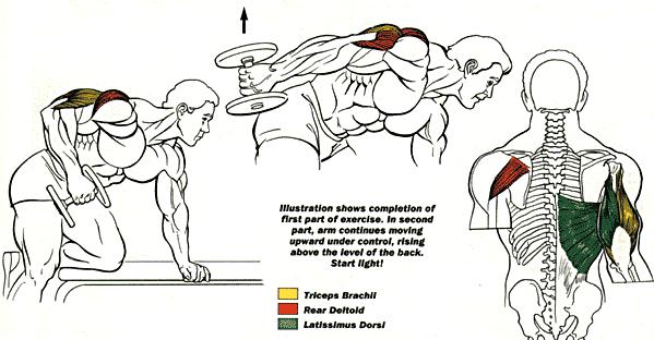 Triceps Dumbbell Kickback