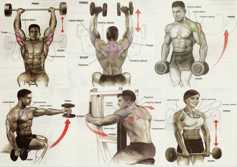 shoulder workout chart