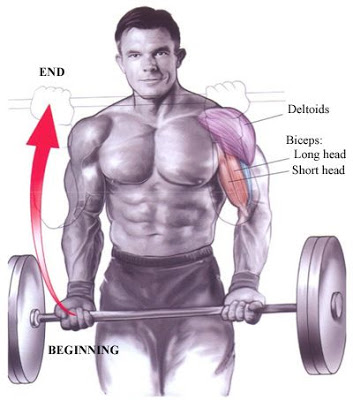 Biceps – Standing Barbell Curl