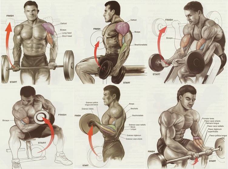 Biceps workout chart