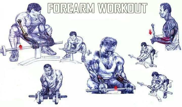 Forearms workout chart
