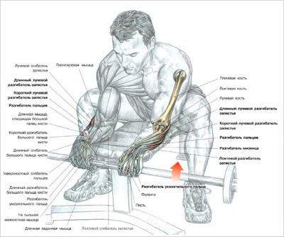 Forearms – Barbell Wrist Curls