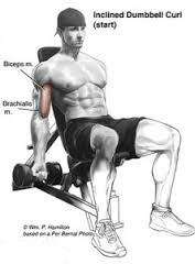 Seated Incline Curl