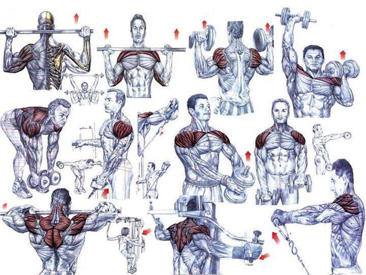 shoulder exercises for men