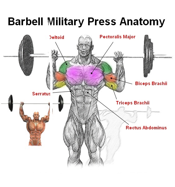 Standing/Seated Barbell Press