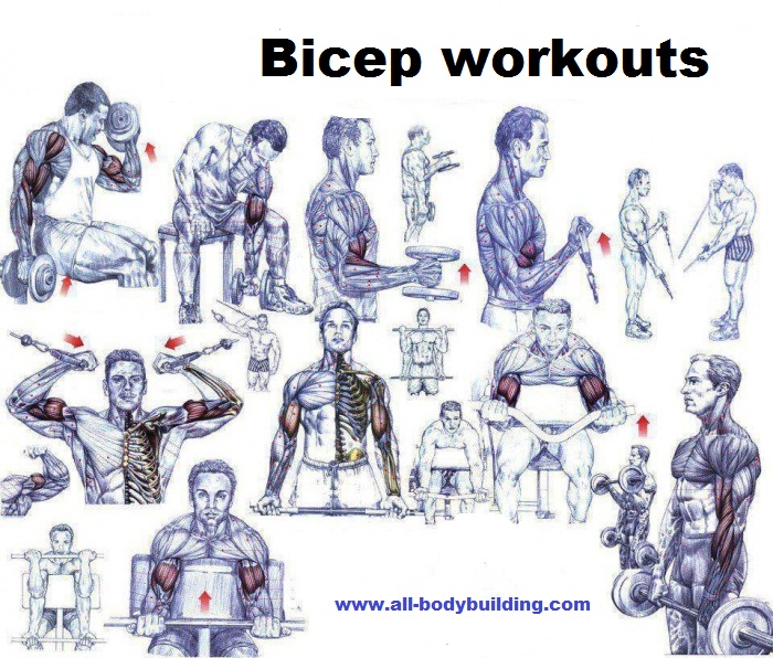Bicep Workouts For Mass