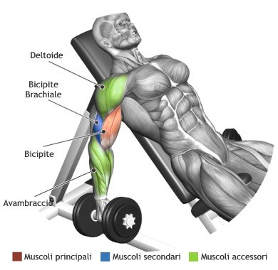 Seated Alternate Dumbbell Curl