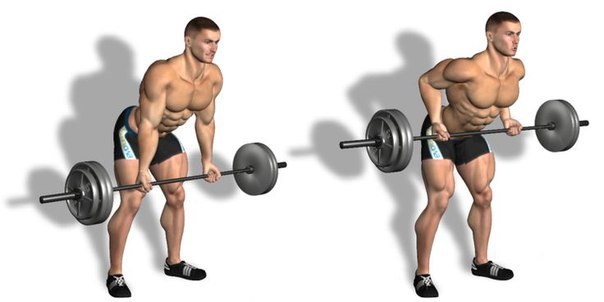 Bent over barbell rows