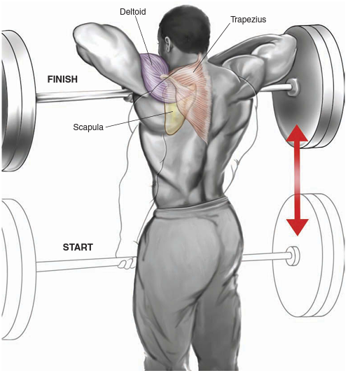  BARBELL UPRIGHT ROW