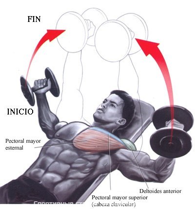 Incline  Chest Flys