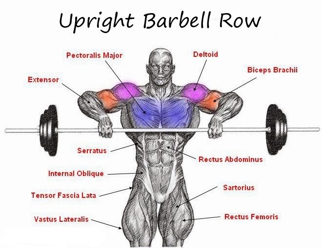 Barbell Exercises 