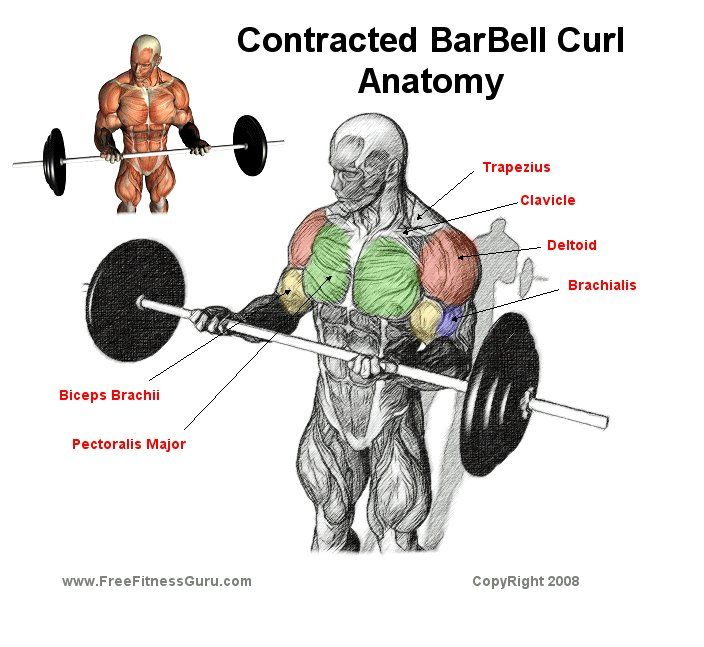 biceps barbell curls anatomy