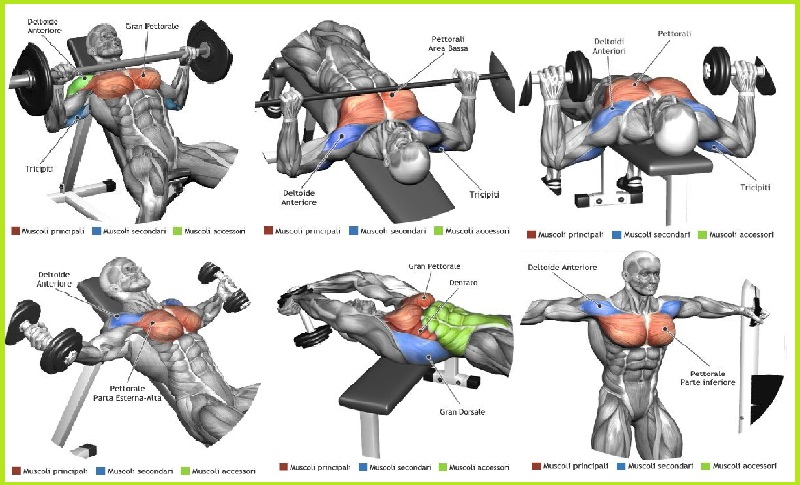 Best Chest Muscle Exercises