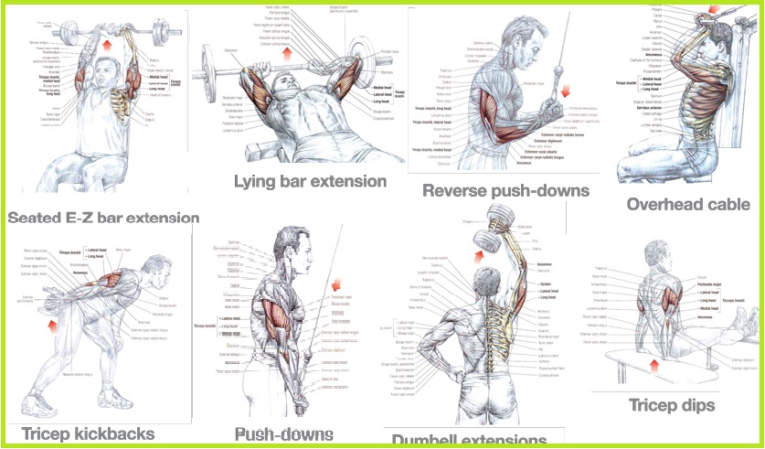 Best Triceps Exercises