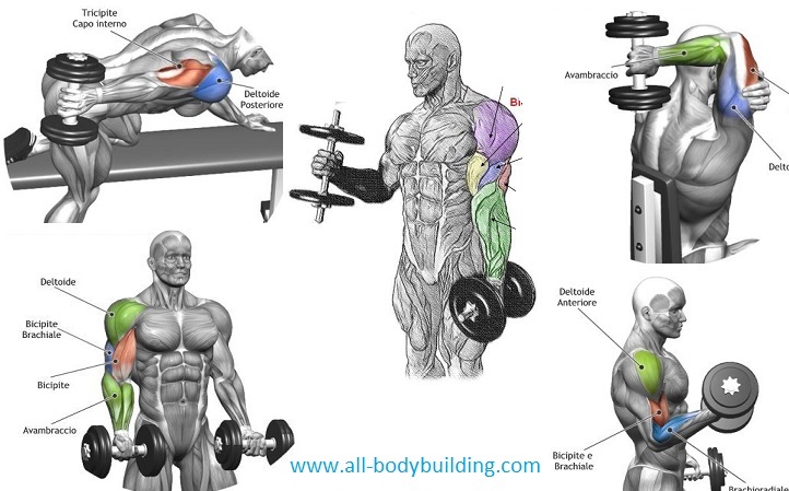 Dumbbell Exercises For Arms