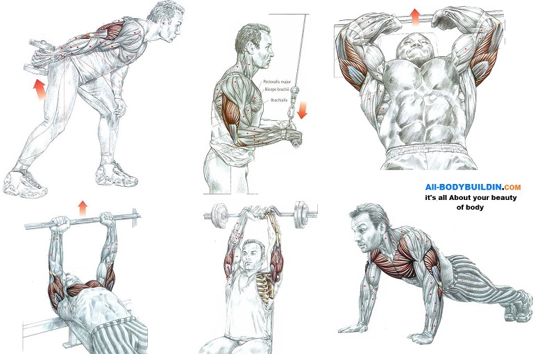 Great Exercises For Triceps