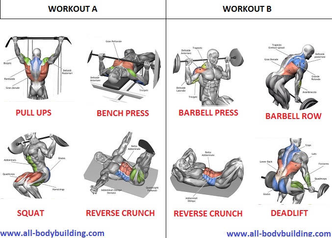 Muscle Building Workout Routine