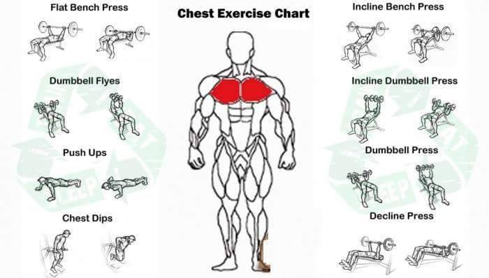Chest Exercises 