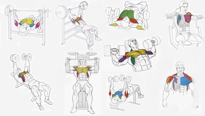 Best Chest Exercises to Build Mass