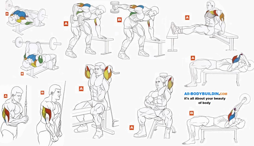 Best Tricep Exercises 