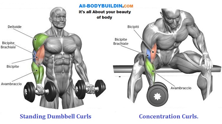 Dumbbell Exercises For the Biceps