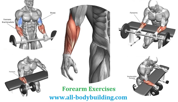 Forearm Exercises