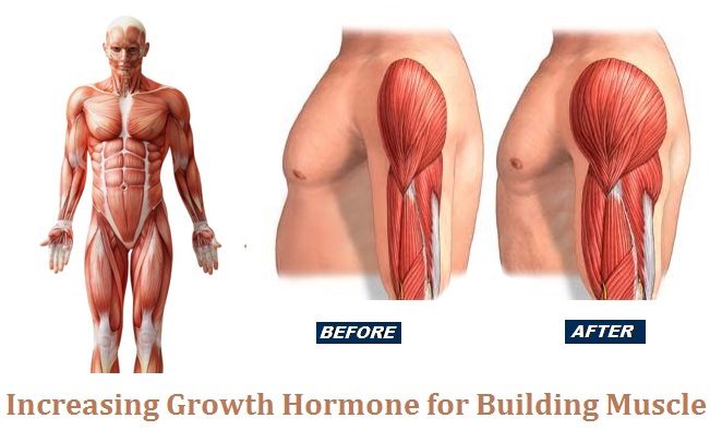  Growth Hormone for Building Muscle