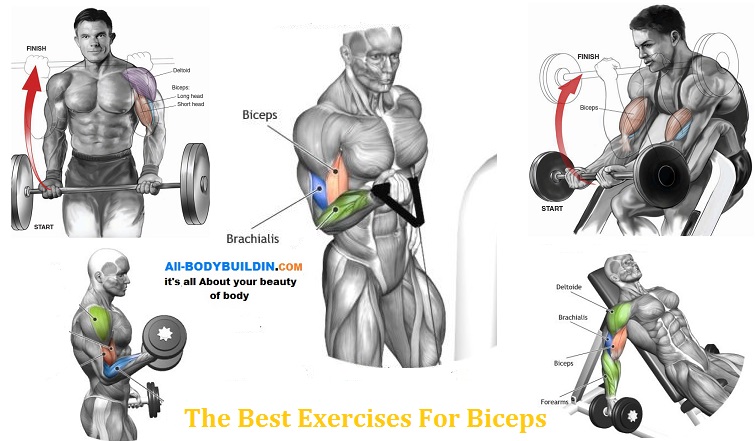 Best Exercises For Biceps