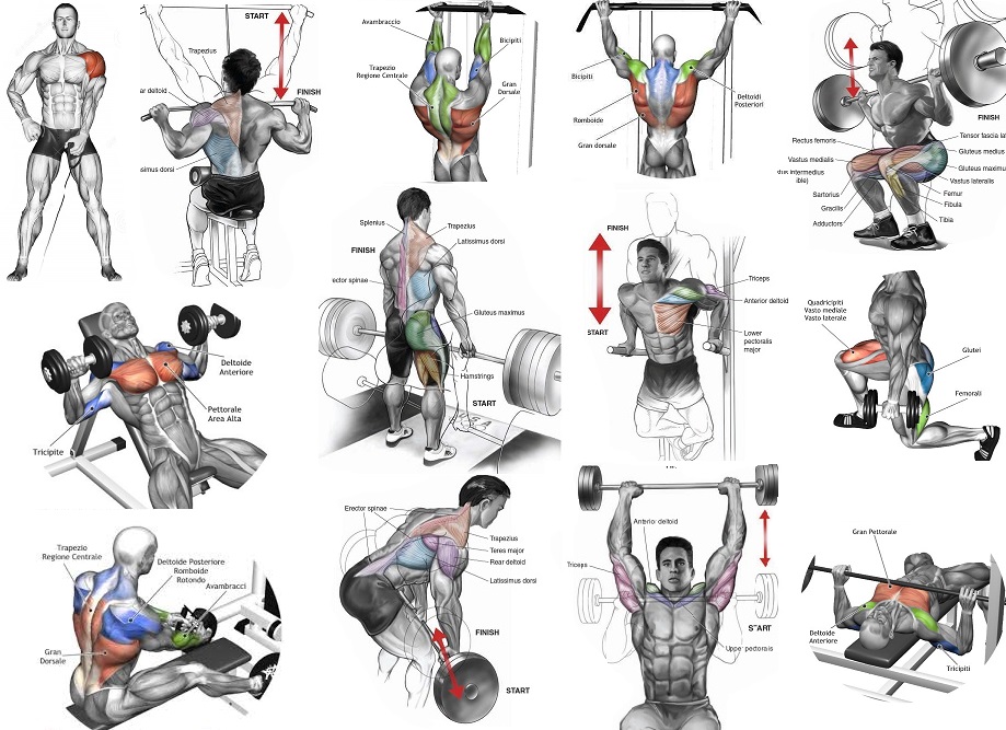 Most Effective Muscle Building Exercises