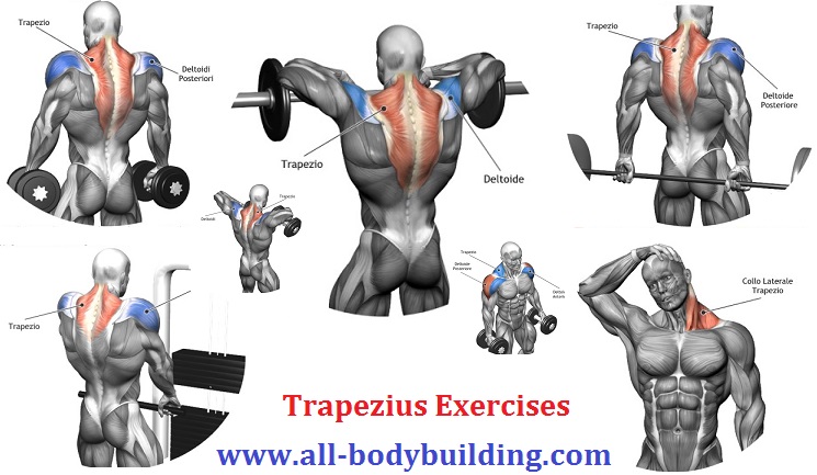 Trapezius Exercises