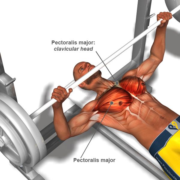 Pectoral Workouts