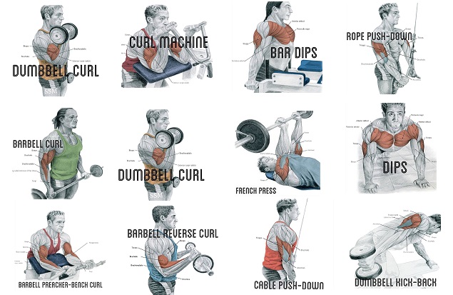 Biceps and Triceps Workout 