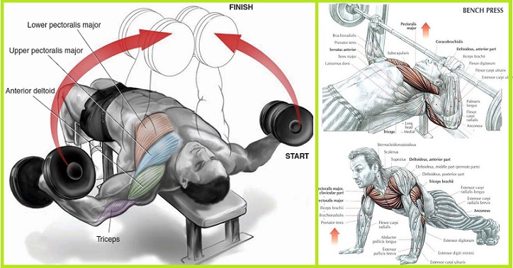 Exercises to Build Chest Muscles