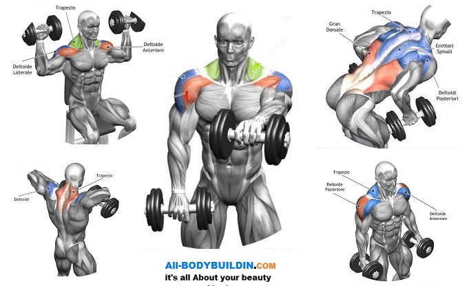  Shoulders And Back exercise 