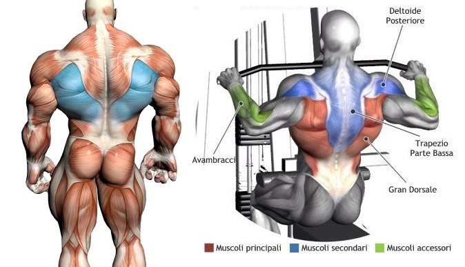  The Lat Pulldown
