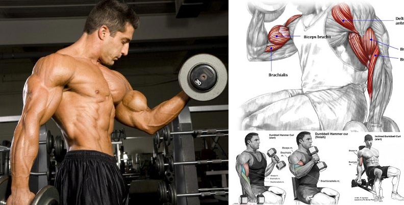 Exercises to Build Big Biceps
