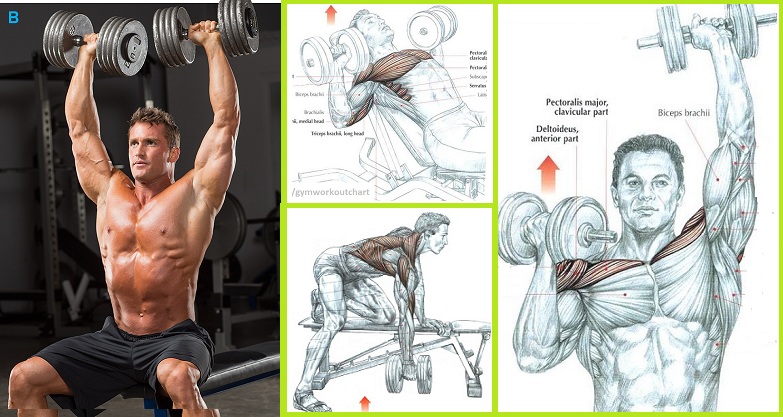 Dumbbell Workouts To Build Muscle