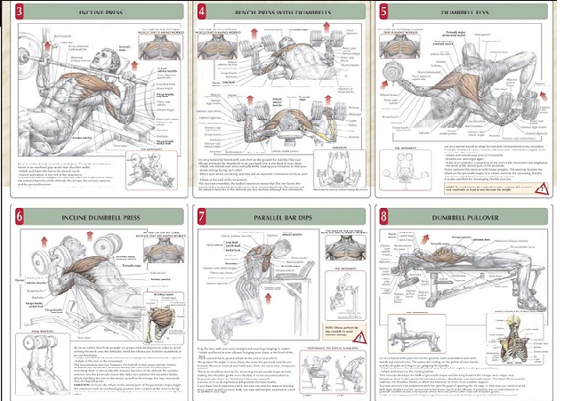 Pectoral Workouts
