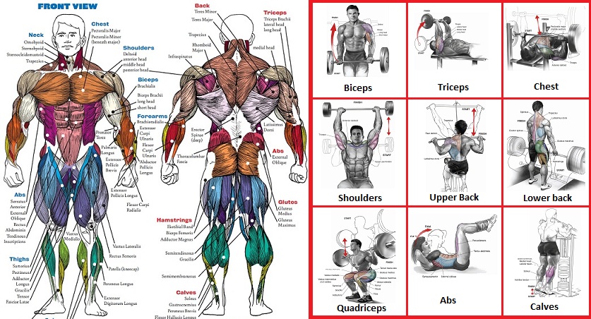 Top Exercises For Each Muscle Group