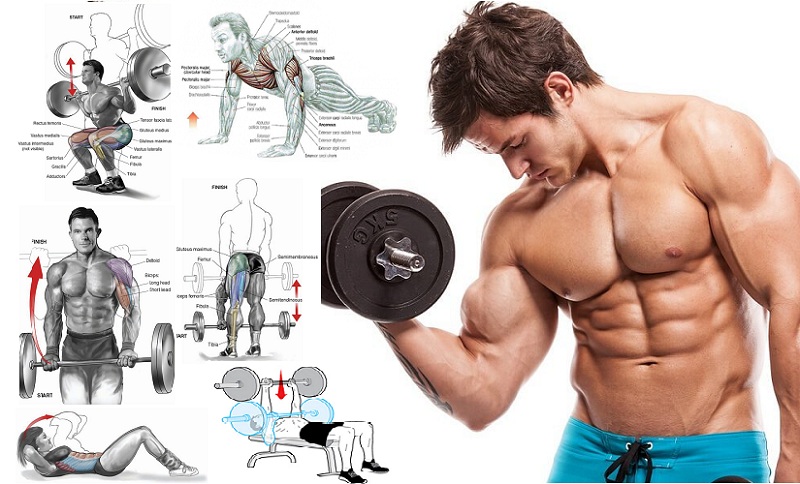 Workouts for Fast Muscle Building