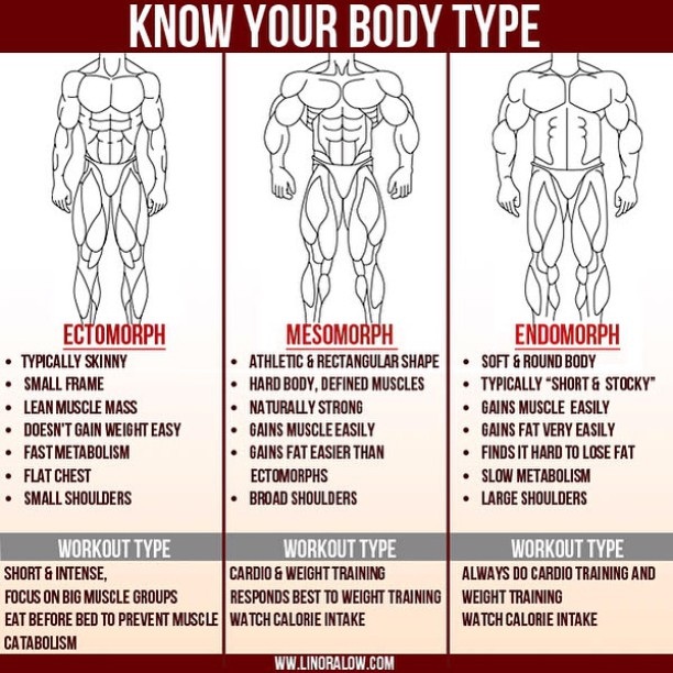 Body Types and Body Building Muscle