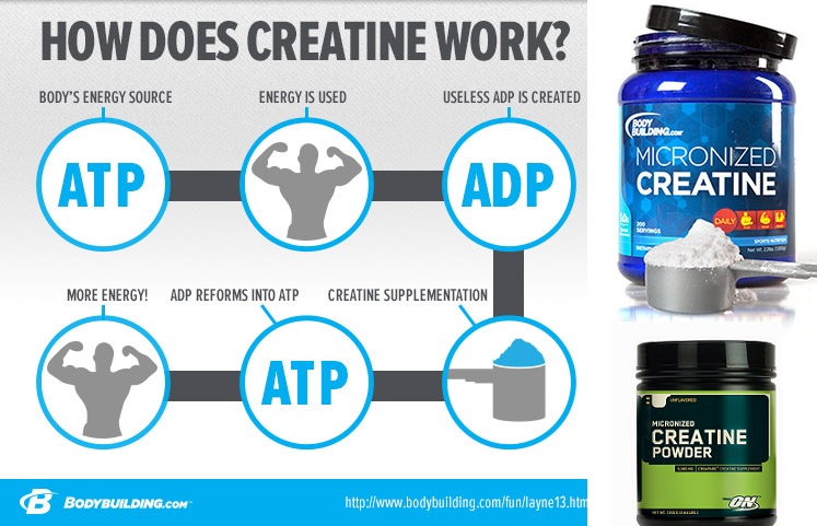 Creatine Effects on the Body 