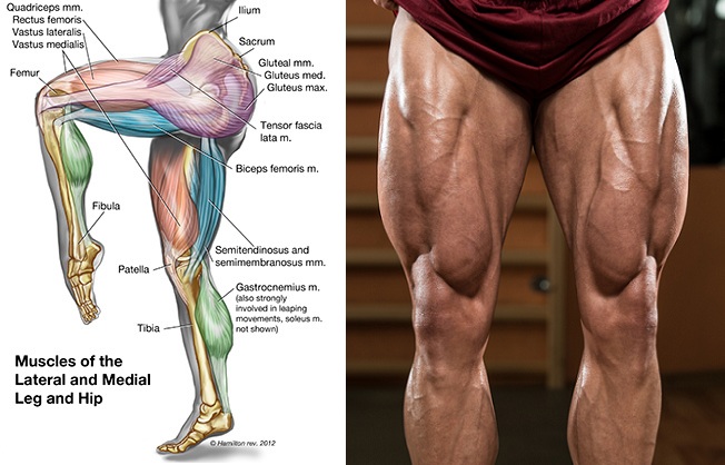 How to Get Bigger Legs 