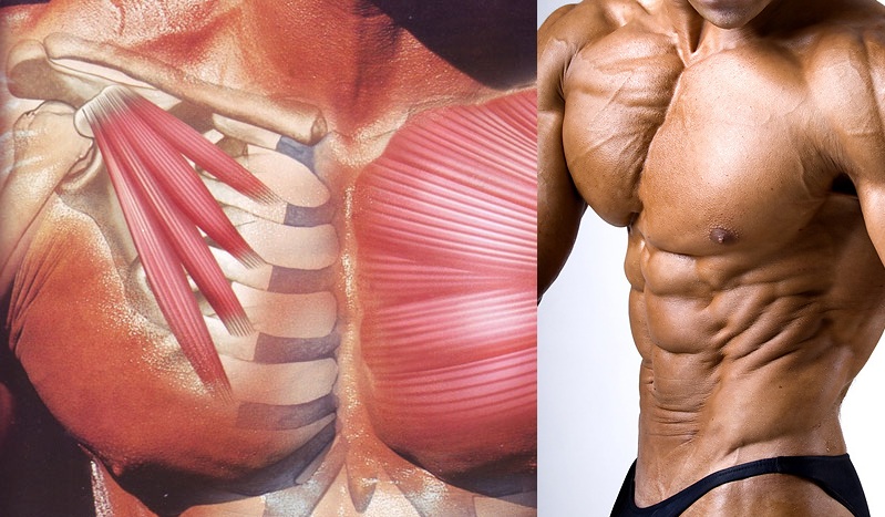 How to Get the Most From Your Chest Workout