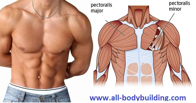 How to Grow Your Chest in Order to Gain Weight