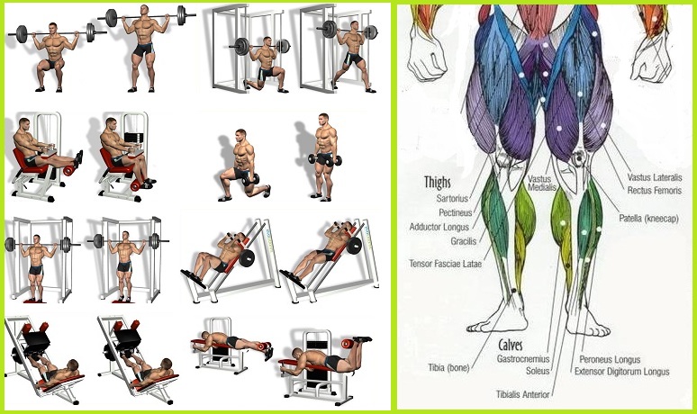 Workouts to Help You Get Big Powerful Legs