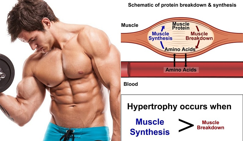 The Role Of Protein And Amino Acid In Muscle-Building